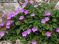2006-0611mauve flower